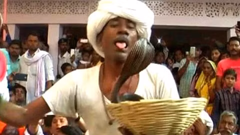 Kinh hãi để hổ mang chúa cắn ngập lưỡi