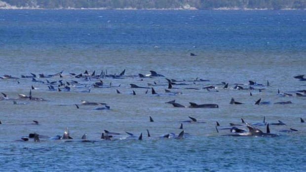 Cá voi mắc cạn, bờ biển Nam Australia trở thành nghĩa địa khổng lồ hình ảnh 1 Ca voi mac can, bo bien Nam Australia tro thanh nghia dia khong lo hinh anh 1