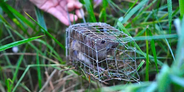 Thanh pho Can Tho se chi 22,5 ty dong de diet chuot trong 5 nam hinh anh 1