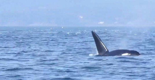 Cá voi sát thủ hất văng hải cẩu lên cao 20 mét