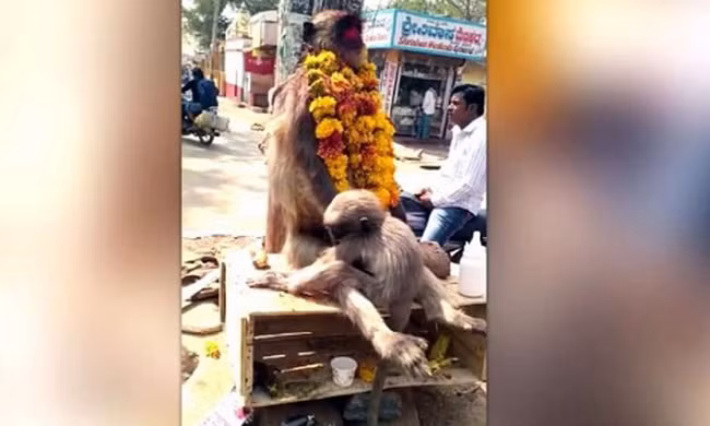 Khỉ con khóc thút thít bên khỉ mẹ bị chết vì điện giật