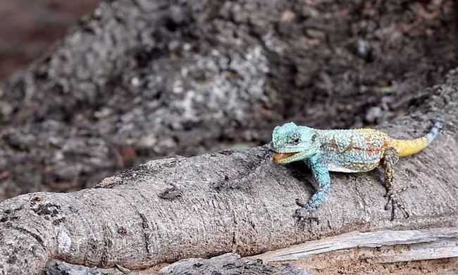 Thằn lằn rình bắt côn trùng trên cây