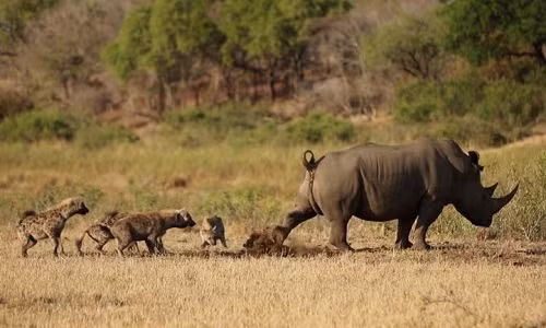 Tê giác thả "bom phân" dọa linh cẩu tránh xa 