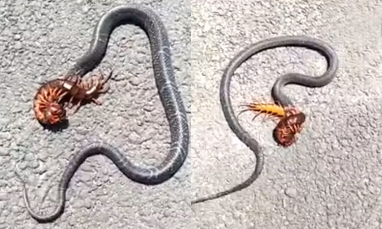 Rết kịch độc đoạt mạng rắn trong trận tử chiến 