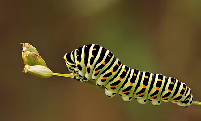 Kỹ năng sinh tồn giúp sâu bướm sống sót qua mùa lá rụng 