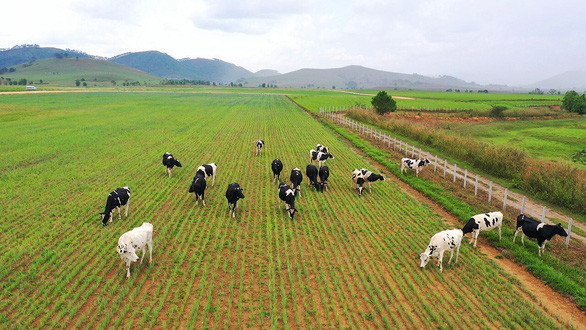 Dự án tổ hợp trang trại bò sữa được Vinamilk đầu tư tại cao nguyên Xieng Khouang, Lào đã khởi công giai đoạn 1 vào đầu năm 2019 Dự án tổ hợp trang trại bò sữa được Vinamilk đầu tư tại cao nguyên Xieng Khouang, Lào đã khởi công giai đoạn 1 vào đầu năm 2019