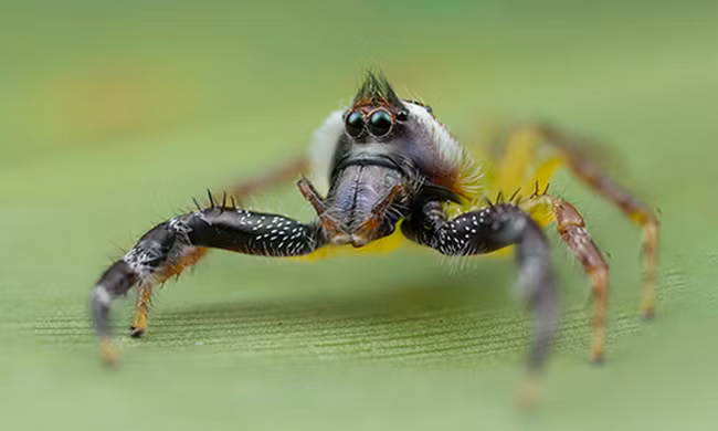 Loài nhện nhảy xa gấp 20 lần chiều dài cơ thể