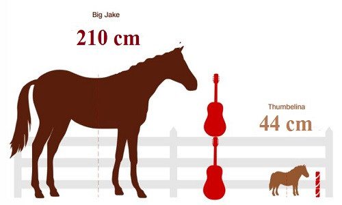 So sánh chiều cao của Big Jake và Thumbelina. Ảnh: CNN.