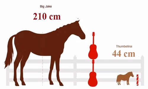 So sánh chiều cao của Big Jake và Thumbelina. Ảnh: CNN.