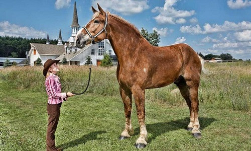 Big Jake thuộc giống ngựa Bỉ. Ảnh: CNN.