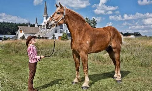 Big Jake thuộc giống ngựa Bỉ. Ảnh: CNN.