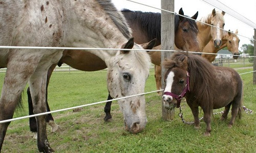 Thumbelina cao chưa tới nửa mét. Ảnh: CNN.