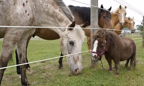 Thumbelina cao chưa tới nửa mét. Ảnh: CNN.