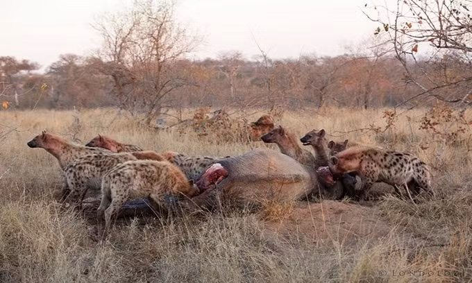 Linh cẩu và kền kền ăn sạch xác voi trong 36 tiếng ảnh 1