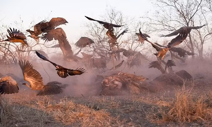 Linh cẩu và kền kền ăn sạch xác voi trong 36 tiếng ảnh 6