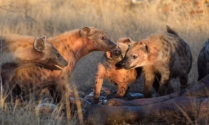 Linh cẩu và kền kền ăn sạch xác voi trong 36 tiếng ảnh 2