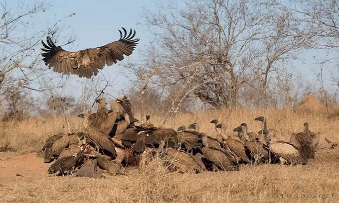 Linh cẩu và kền kền ăn sạch xác voi trong 36 tiếng ảnh 4