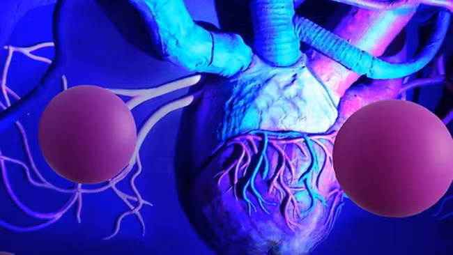 Phát hiện bộ phận lớn nhất, chưa từng được biết đến trong cơ thể người