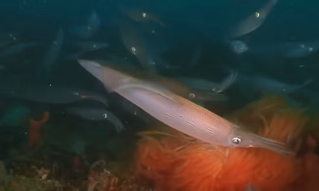 Mực đẻ trứng trở thành mồi ngon cho cá đuối 