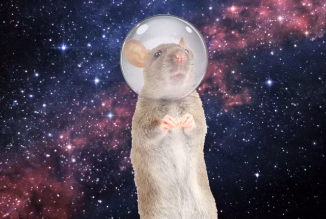 Mỹ đưa 20 chú chuột lên Trạm không gian quốc tế - Ảnh 2. Mỹ đưa 20 chú chuột lên Trạm không gian quốc tế - Ảnh 2.