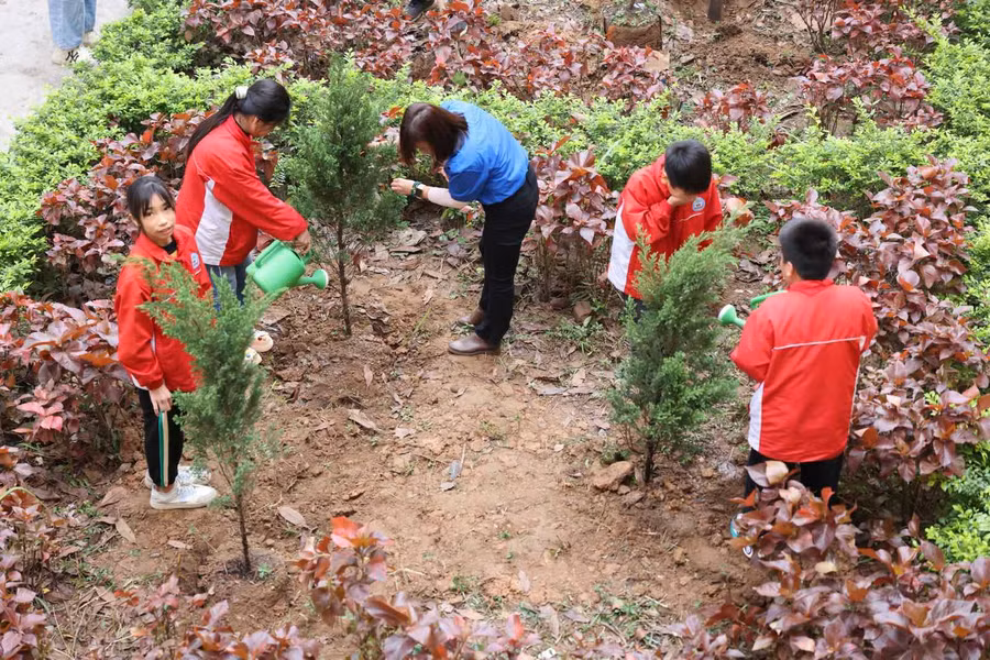 Nhiều cây được trồng mới trong sân trường trong năm học này.