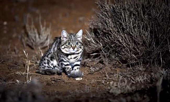 Loài mèo sát thủ săn mồi siêu đẳng