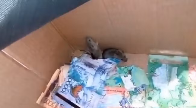Hai chú chuột cắn nát hàng trăm tờ tiền giấy trong ATM gây sốt trên Youtube