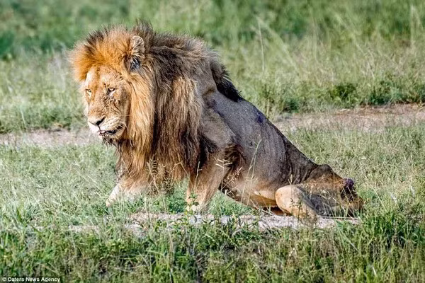 Con vật thường xuyên ngã quỵ vì không thể đứng vững trên đôi chân của mình