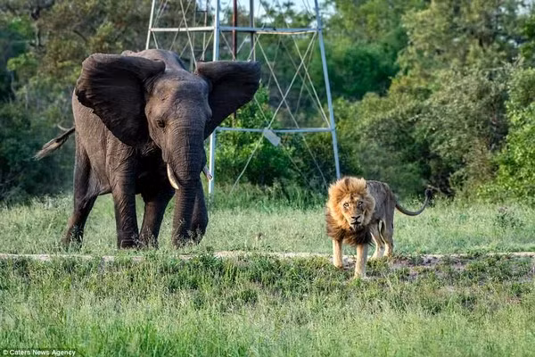 Hình ảnh thê thảm của sư tử đực khi mất “ngôi vương” ảnh 4