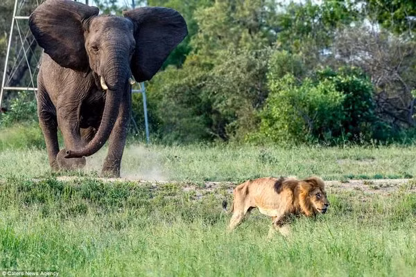 Không còn sức mạnh, con sư tử đực bị đuổi đi khi một con voi di chuyển đến gần