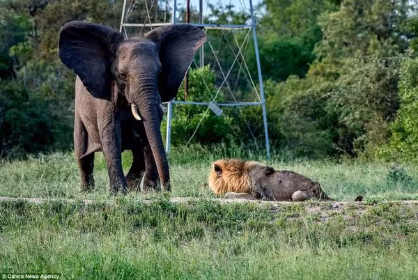 Hình ảnh thê thảm của sư tử đực khi mất “ngôi vương” ảnh 2