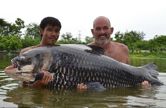 "Cụ" cá chép 60kg mắc bẫy ở Thái Lan