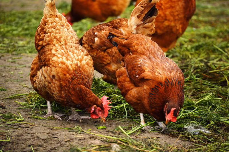 Gà có thể đuổi muỗi mang mầm bệnh sốt rét