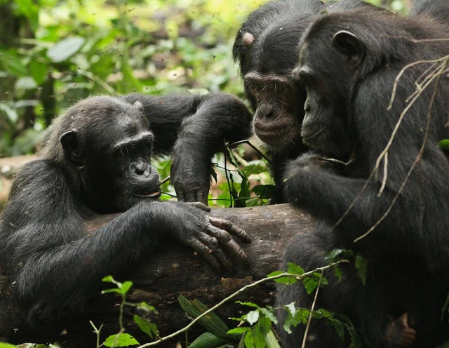 Tinh tinh Chimpanzees.