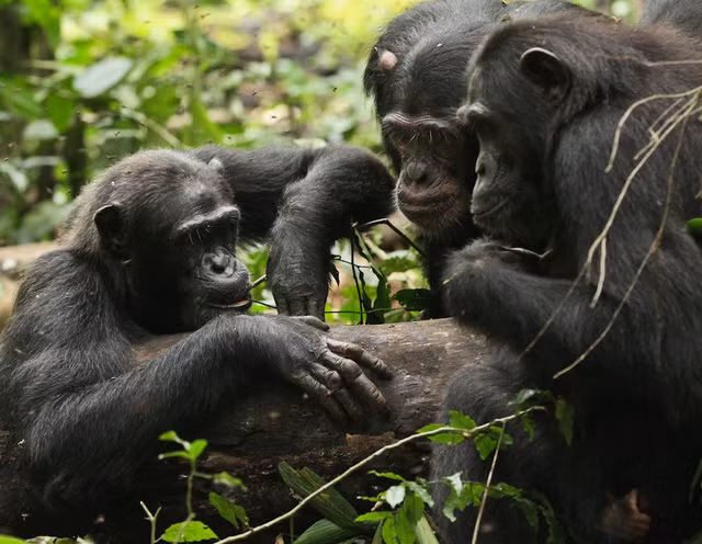 Tinh tinh Chimpanzees.