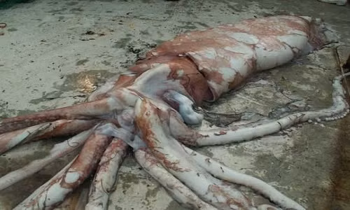 Mực khổng lồ dài 6 mét lọt lưới ngư dân Ireland