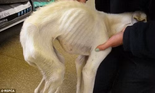 chu-cho-gay-tro-xuong-lot-xac-ngoan-muc-1