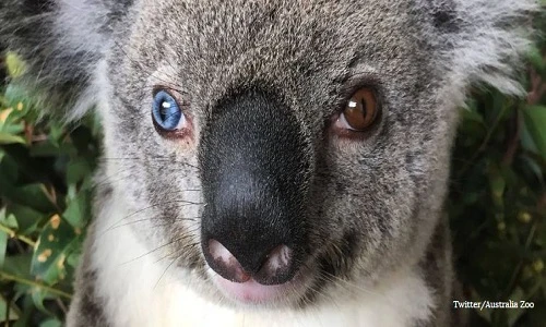 Koala có hai màu mắt hiếm gặp