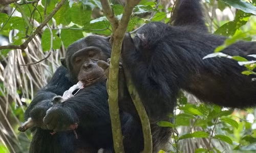 Tinh tinh đực ăn thịt khỉ đỏ colobus trong công viên quốc gia Gombe. Ảnh: Ian C. Gilby.