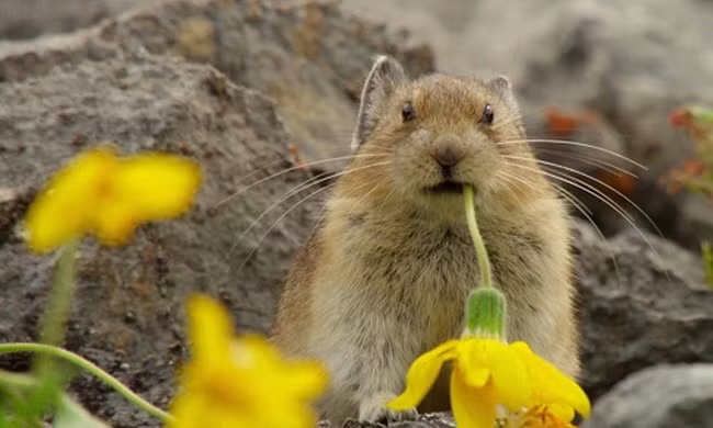 Loài thỏ chuyên trộm thức ăn của đồng loại 