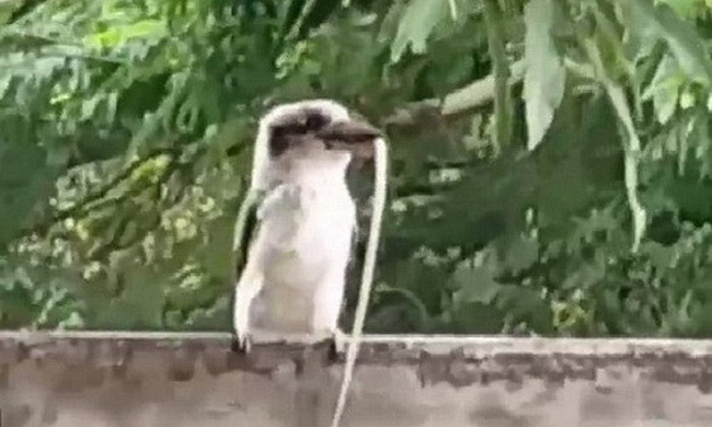 Chim bói cá hùng dũng biến con rắn thành bữa ăn ngon 