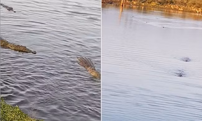 Cá sấu bị đồng loại phục kích do mải gặm mồi