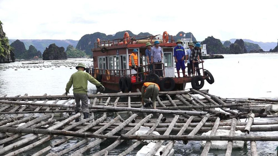 Lực lượng chức năng tháo dỡ, cưỡng chế khu vực nuôi trồng thủy sản trái phép trên vùng biển TP Cẩm Phả. Ảnh: Duy Tâm