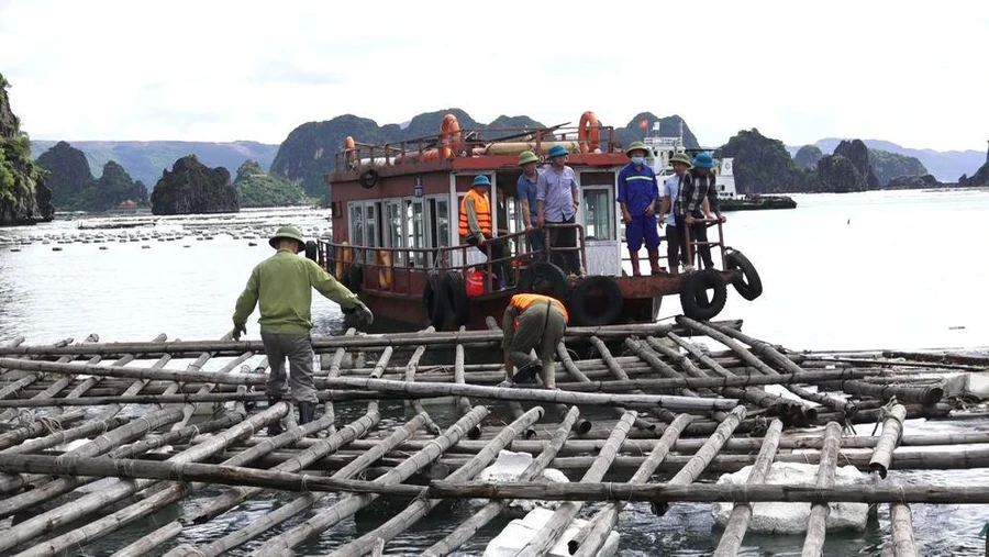 Lực lượng chức năng tháo dỡ, cưỡng chế khu vực nuôi trồng thủy sản trái phép trên vùng biển TP Cẩm Phả hồi tháng 8/2022.