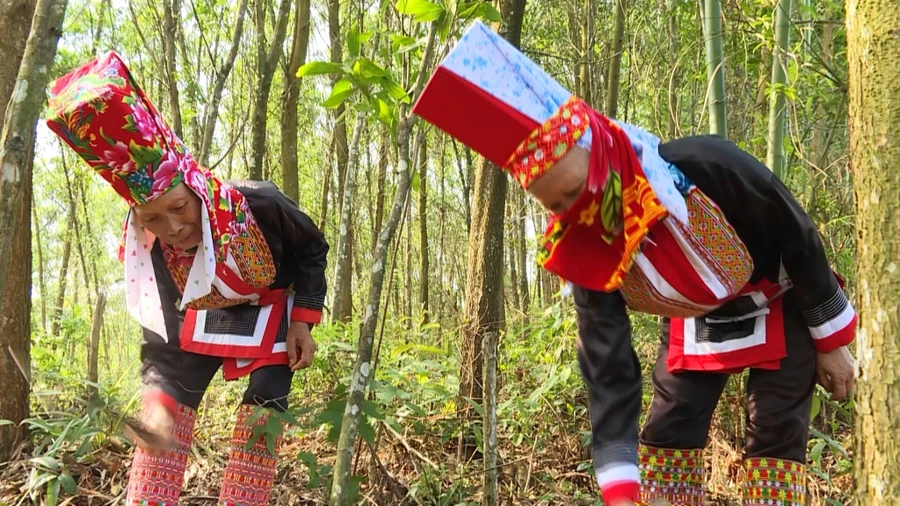 Người dân huyện miền núi Ba Chẽ thoát nghèo từ rừng.