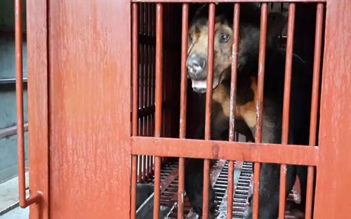 Con gấu chó bị nuôi nhốt trong lồng sắt gần 10 năm. 