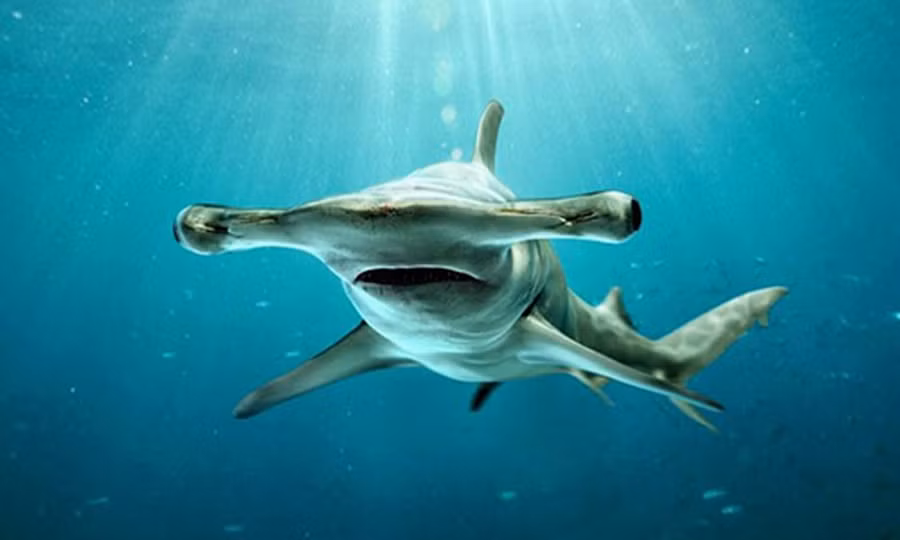 Vũ khí săn mồi độc đáo của cá mập đầu búa 