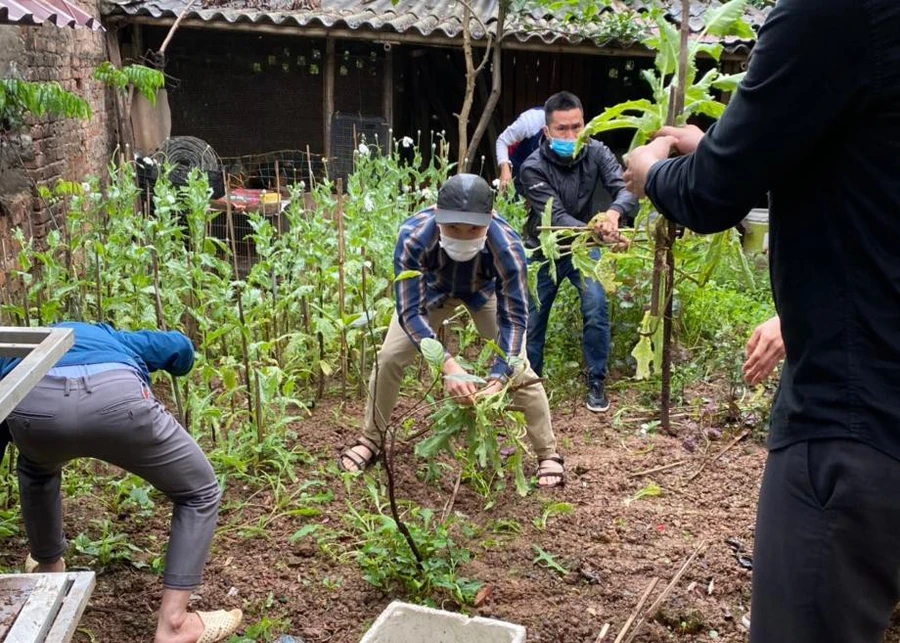 Lực lượng chức năng kiểm tra, kiểm đếm xử lý số lượng cây anh túc trồng tại nhà dân.