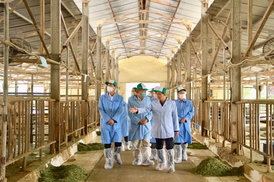 Đoàn giám sát thực tế mô hình tại Công ty cổ phần Giống gia súc Hà Nội.