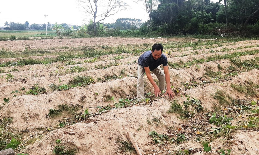 Anh Roảnh thu hoạch khoai lang.